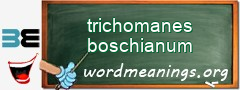 WordMeaning blackboard for trichomanes boschianum